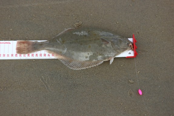 flet poisson plat.JPG