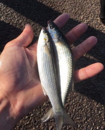 mulets bassin mineralier dunkerque