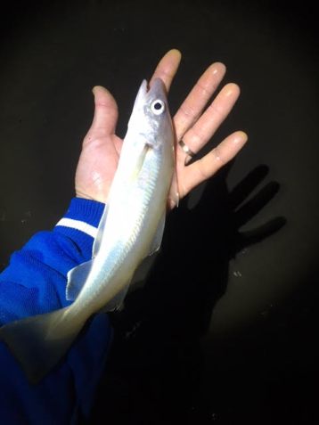 merlan digue du braek