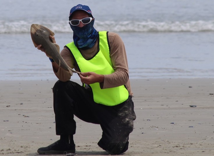 frederic baudin afrique du sud raie guitare.JPG