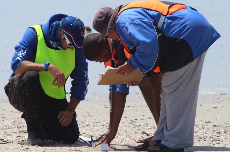 frederic baudin mesure raie guitare afrique du sud.JPG