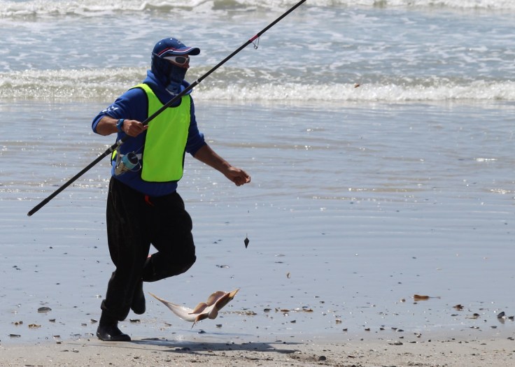 frederic baudin raie guitare afrique du sud.JPG
