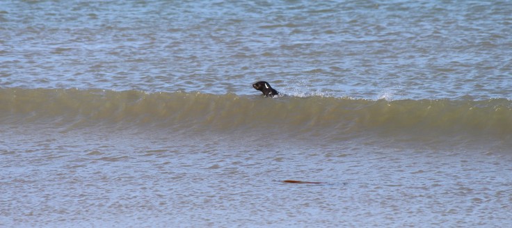 phoque a langebaan afrique du sud.JPG