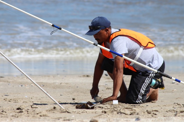 raie guitare langebaan afrique du sud.JPG